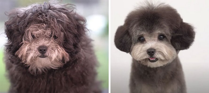 Ces chiens sont presque méconnaissables après avoir vu ces toiletteurs et voici les 22 plus belles coupes