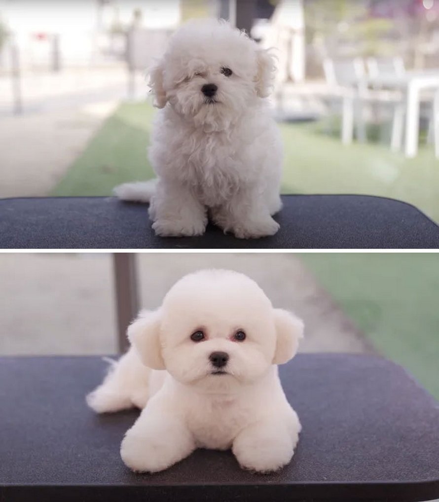 Ces chiens sont presque méconnaissables après avoir vu ces toiletteurs et voici les 22 plus belles coupes