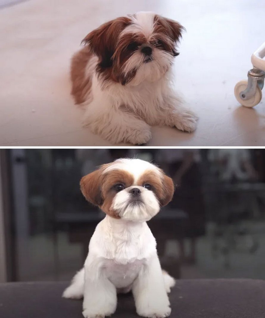 Ces chiens sont presque méconnaissables après avoir vu ces toiletteurs et voici les 22 plus belles coupes