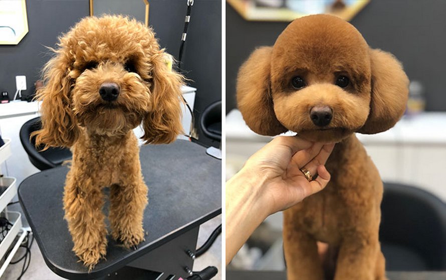Ces chiens sont presque méconnaissables après avoir vu ces toiletteurs et voici les 22 plus belles coupes