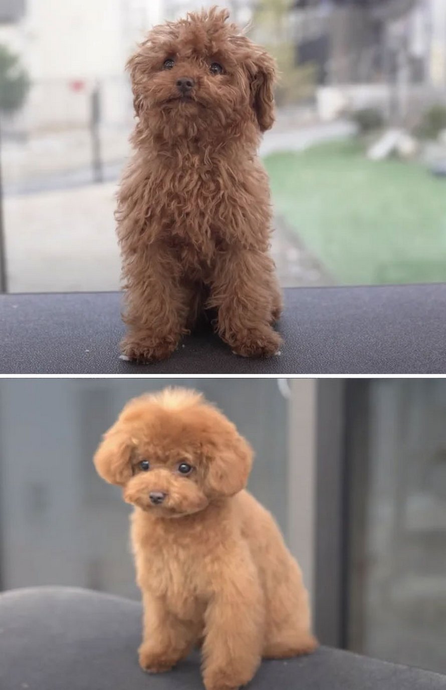 Ces chiens sont presque méconnaissables après avoir vu ces toiletteurs et voici les 22 plus belles coupes