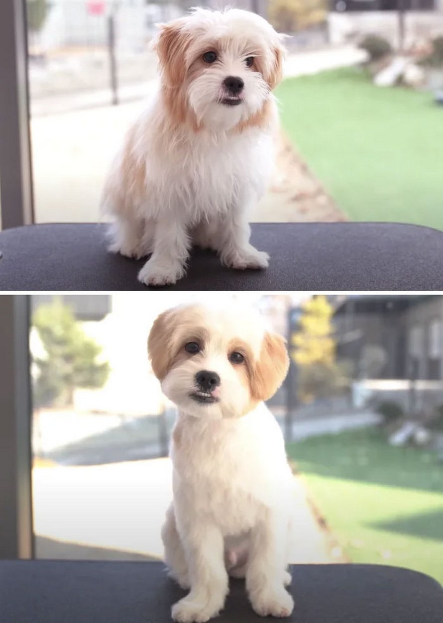 Ces chiens sont presque méconnaissables après avoir vu ces toiletteurs et voici les 22 plus belles coupes