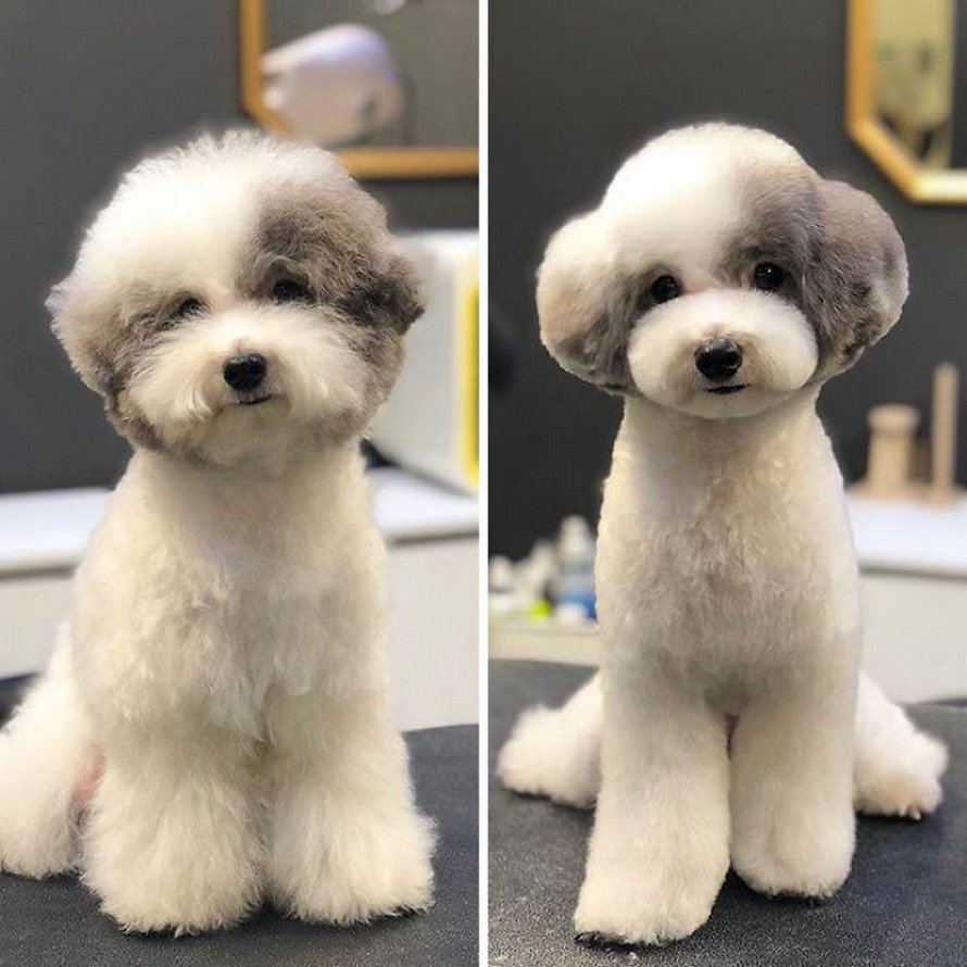 Ces chiens sont presque méconnaissables après avoir vu ces toiletteurs et voici les 22 plus belles coupes