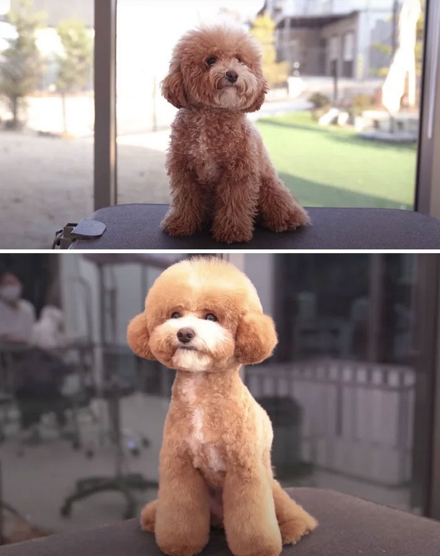 Ces chiens sont presque méconnaissables après avoir vu ces toiletteurs et voici les 22 plus belles coupes