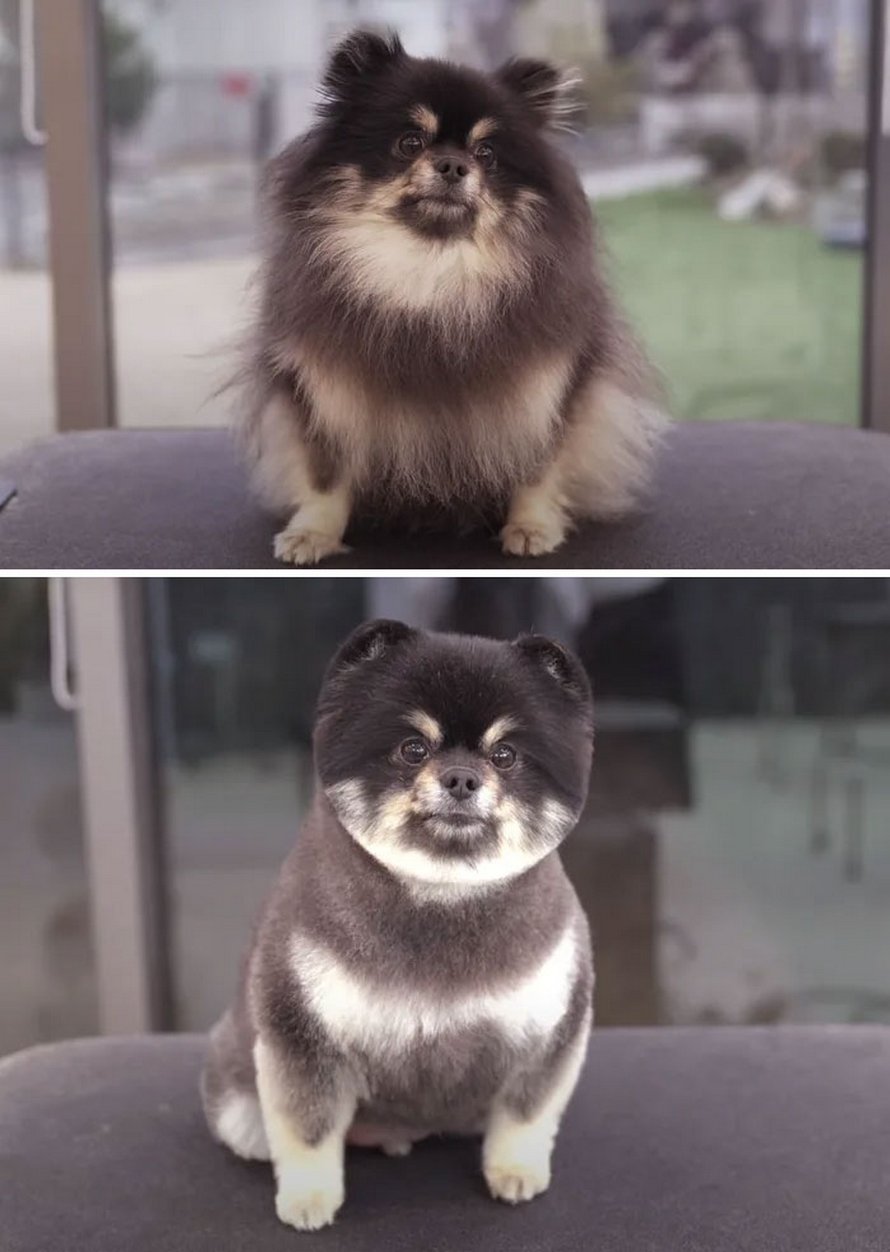 Ces chiens sont presque méconnaissables après avoir vu ces toiletteurs et voici les 22 plus belles coupes