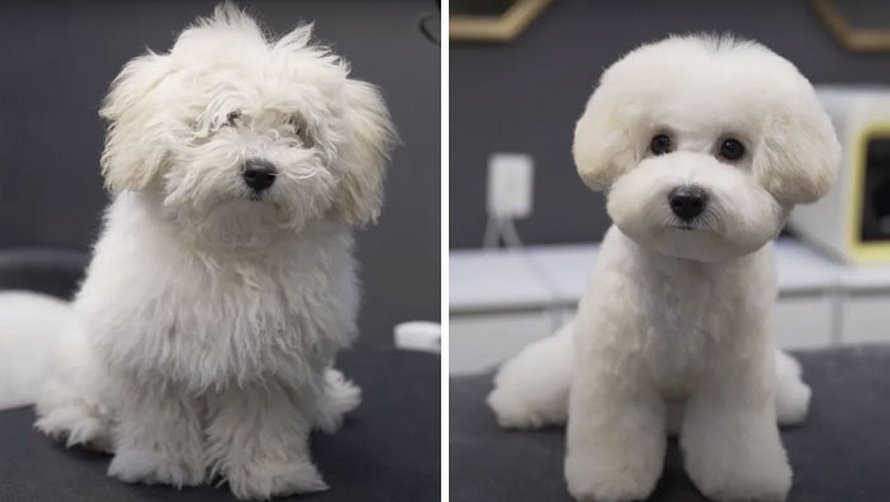 Ces chiens sont presque méconnaissables après avoir vu ces toiletteurs et voici les 22 plus belles coupes
