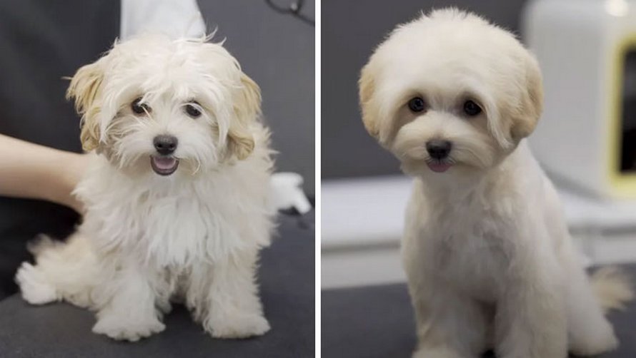 Ces chiens sont presque méconnaissables après avoir vu ces toiletteurs et voici les 22 plus belles coupes