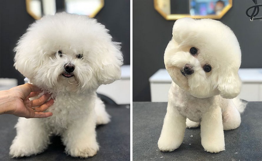 Ces chiens sont presque méconnaissables après avoir vu ces toiletteurs et voici les 22 plus belles coupes