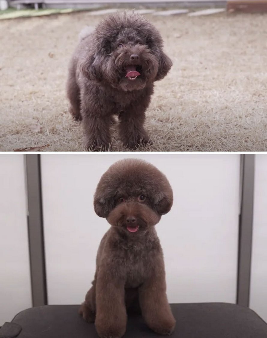Ces chiens sont presque méconnaissables après avoir vu ces toiletteurs et voici les 22 plus belles coupes