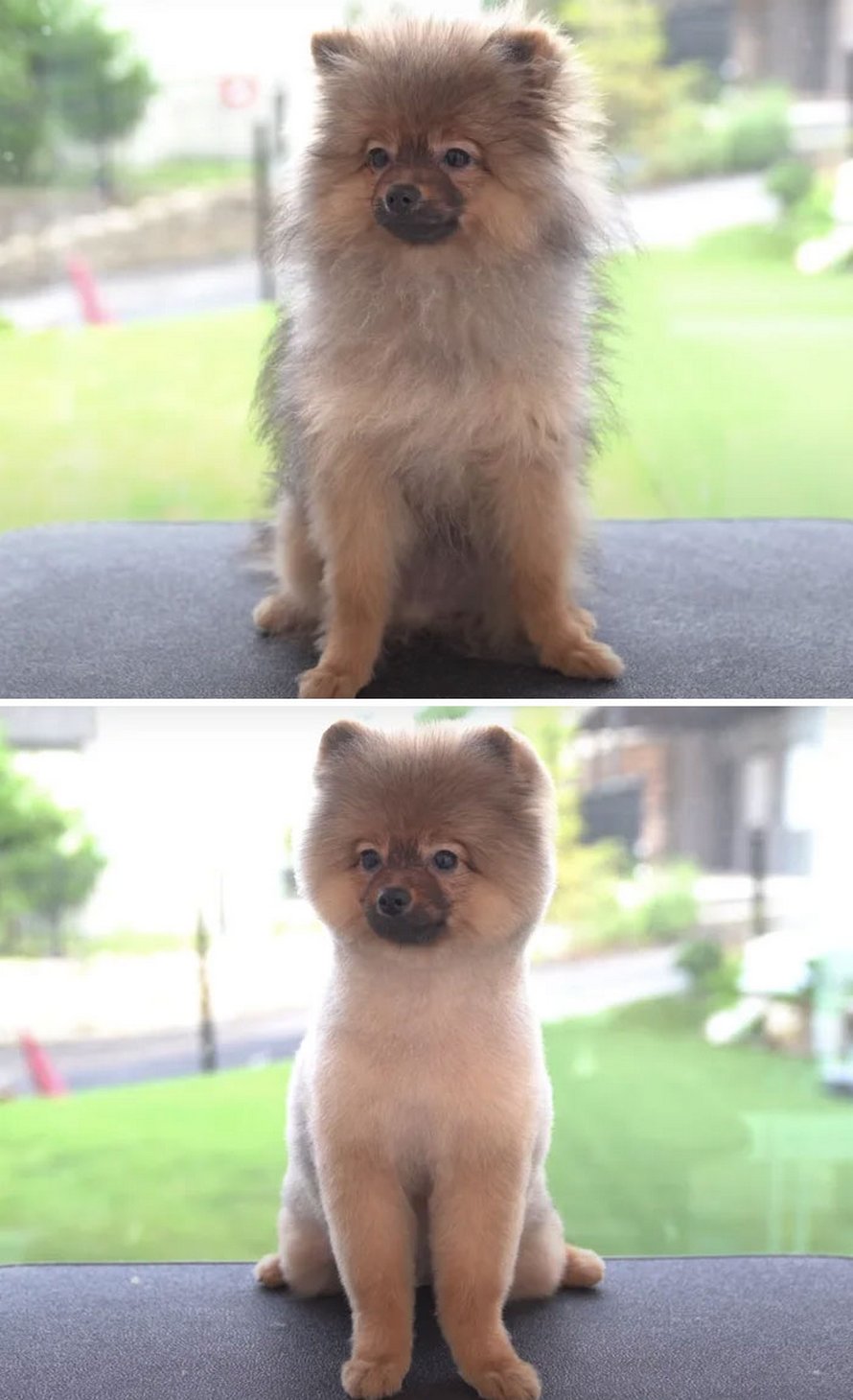 Ces chiens sont presque méconnaissables après avoir vu ces toiletteurs et voici les 22 plus belles coupes