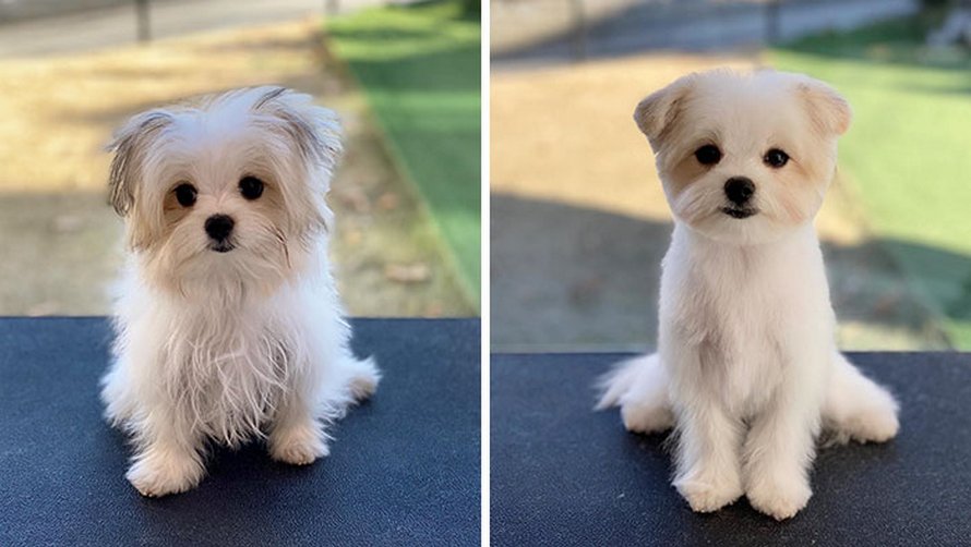 Ces chiens sont presque méconnaissables après avoir vu ces toiletteurs et voici les 22 plus belles coupes