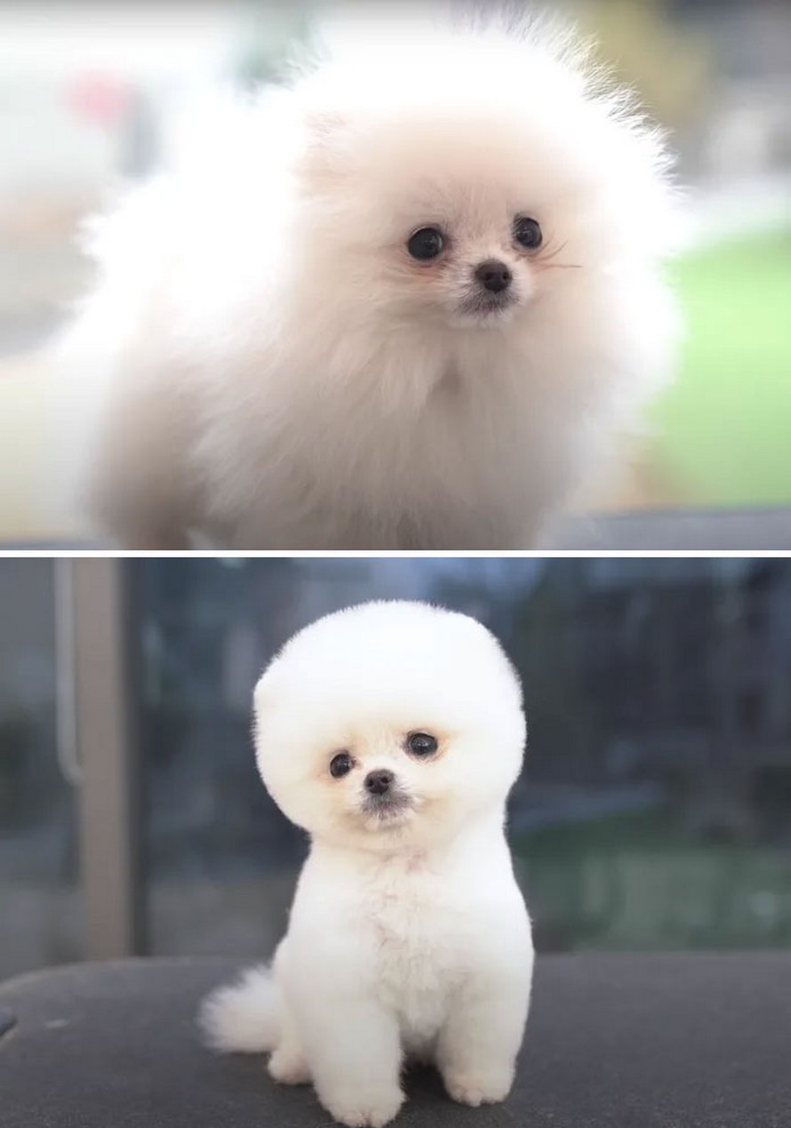 Ces chiens sont presque méconnaissables après avoir vu ces toiletteurs et voici les 22 plus belles coupes