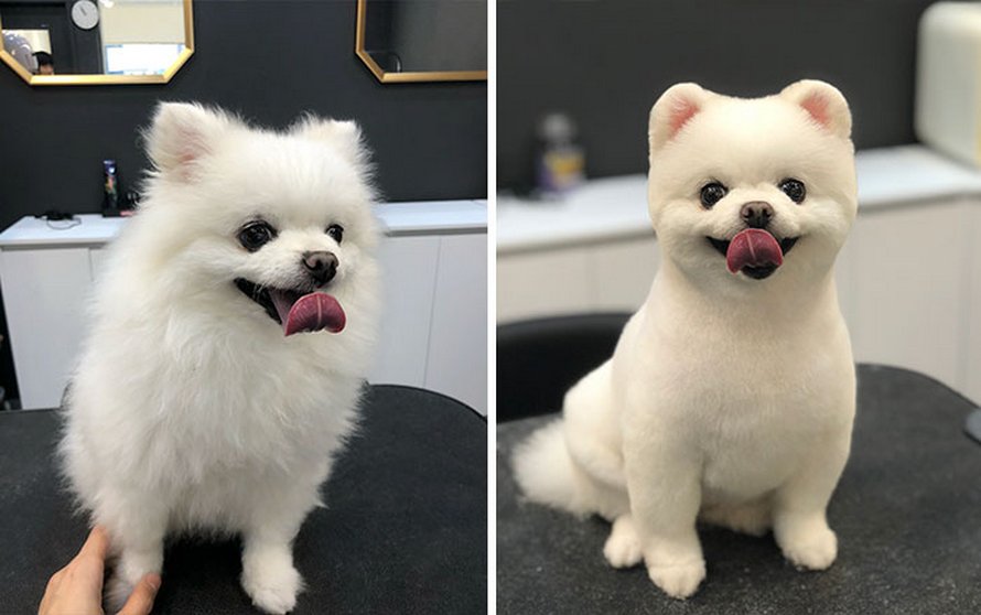 Ces chiens sont presque méconnaissables après avoir vu ces toiletteurs et voici les 22 plus belles coupes