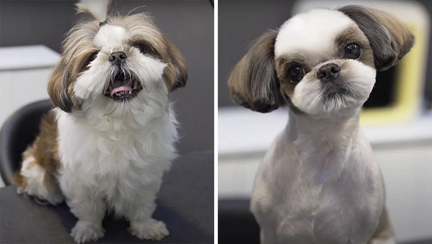 Ces chiens sont presque méconnaissables après avoir vu ces toiletteurs et voici les 22 plus belles coupes
