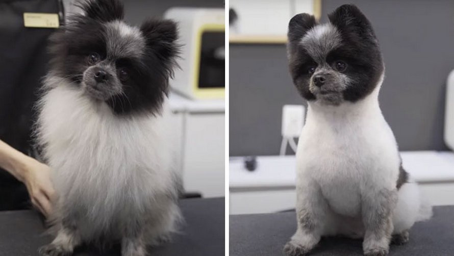 Ces chiens sont presque méconnaissables après avoir vu ces toiletteurs et voici les 22 plus belles coupes
