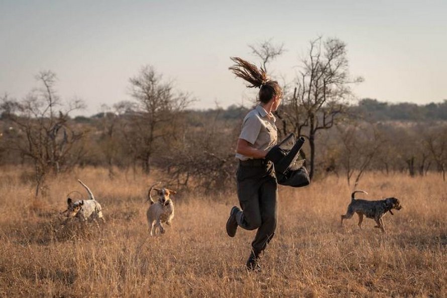 Des chiens entraînés à protéger la faune sauvent 45 rhinocéros des braconniers