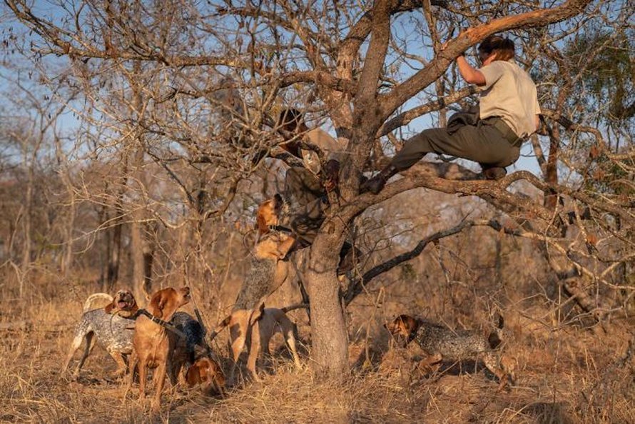 Des chiens entraînés à protéger la faune sauvent 45 rhinocéros des braconniers