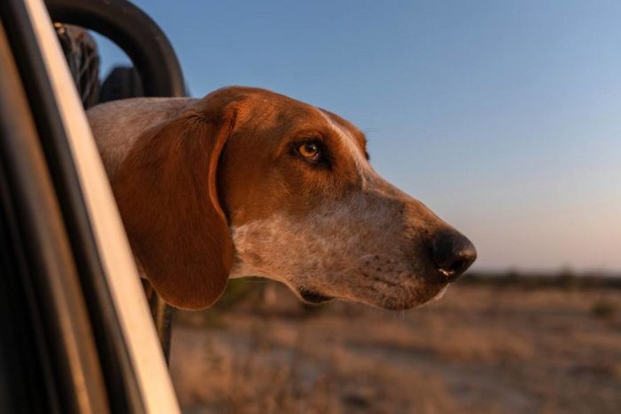 Des chiens entraînés à protéger la faune sauvent 45 rhinocéros des braconniers
