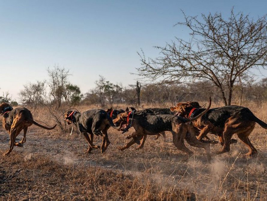 Des chiens entraînés à protéger la faune sauvent 45 rhinocéros des braconniers