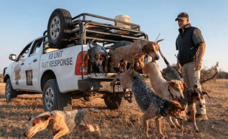 Des chiens entraînés à protéger la faune sauvent 45 rhinocéros des braconniers
