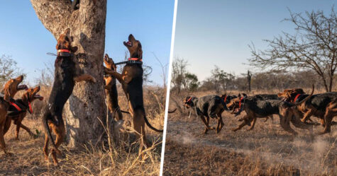 Des chiens entraînés à protéger la faune sauvent 45 rhinocéros des braconniers