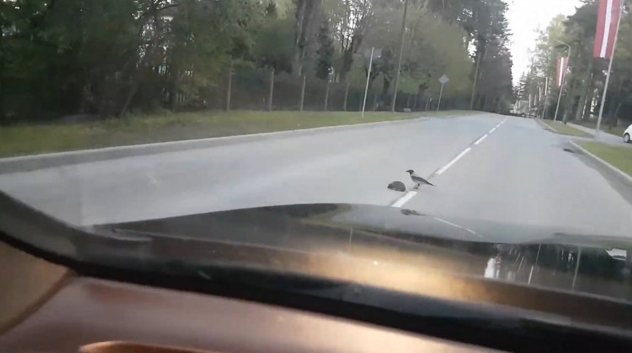 Ce corbeau semble aider un hérisson à traverser la rue