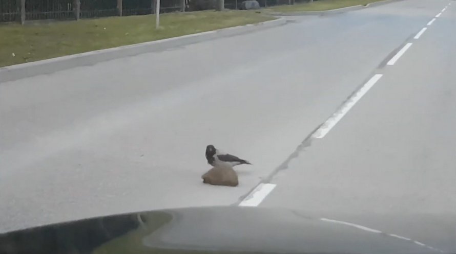 Ce corbeau semble aider un hérisson à traverser la rue