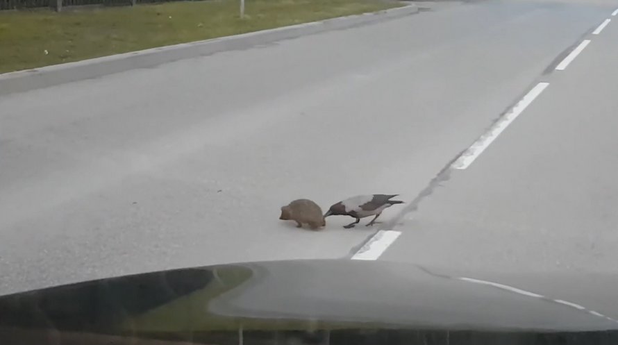 Ce corbeau semble aider un hérisson à traverser la rue