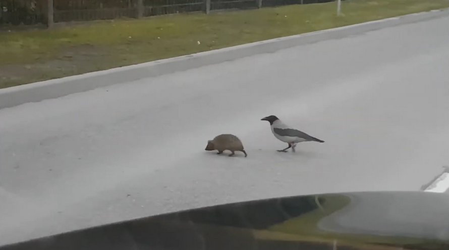 Ce corbeau semble aider un hérisson à traverser la rue