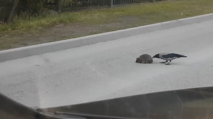 Ce corbeau semble aider un hérisson à traverser la rue