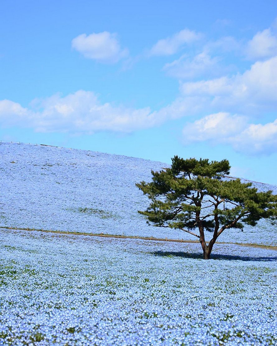 Plus de 5 millions de petites fleurs bleues viennent de fleurir dans ce parc japonais et dévoilent un spectacle à couper le souffle