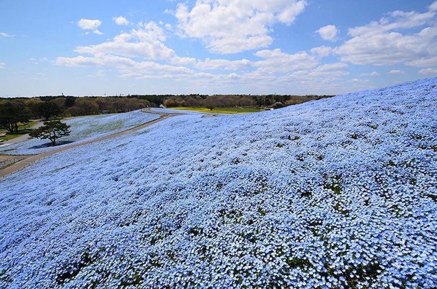 Plus de 5 millions de petites fleurs bleues viennent de fleurir dans ce parc japonais et dévoilent un spectacle à couper le souffle