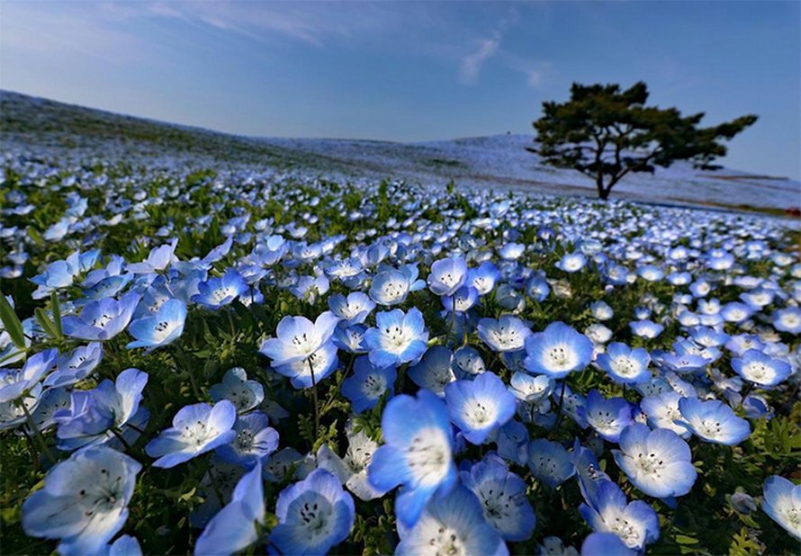 Plus de 5 millions de petites fleurs bleues viennent de fleurir dans ce parc japonais et dévoilent un spectacle à couper le souffle