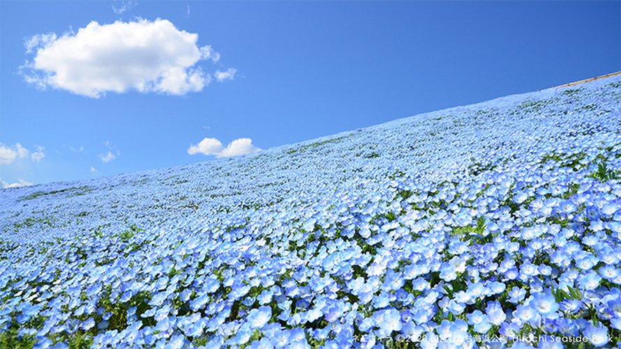Plus de 5 millions de petites fleurs bleues viennent de fleurir dans ce parc japonais et dévoilent un spectacle à couper le souffle