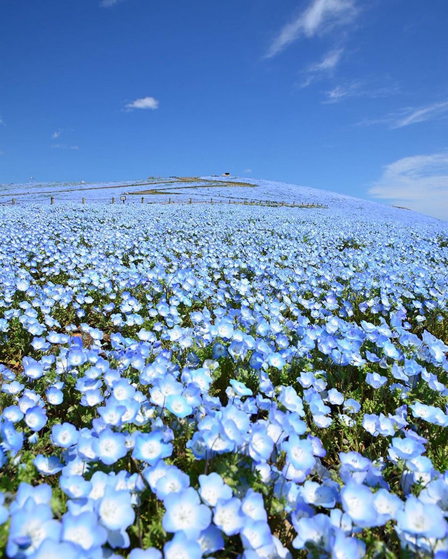 Plus de 5 millions de petites fleurs bleues viennent de fleurir dans ce parc japonais et dévoilent un spectacle à couper le souffle