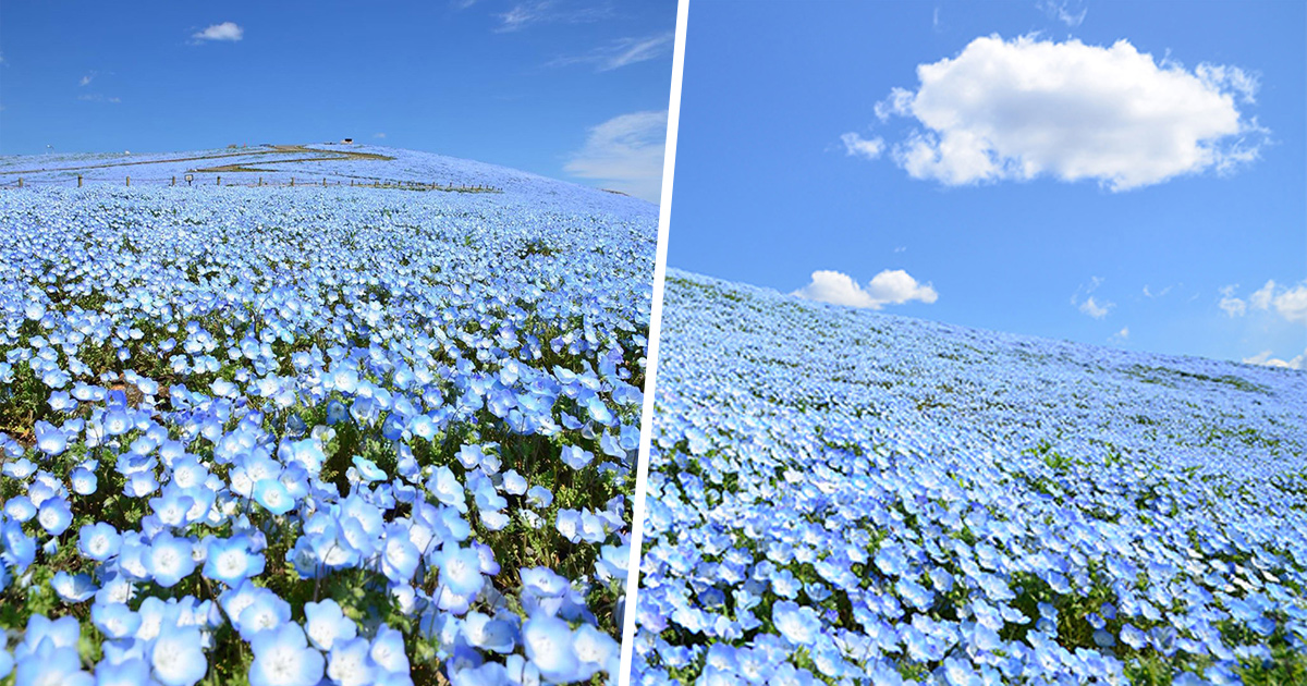 Plus de 5 millions de petites fleurs bleues viennent de fleurir dans ce