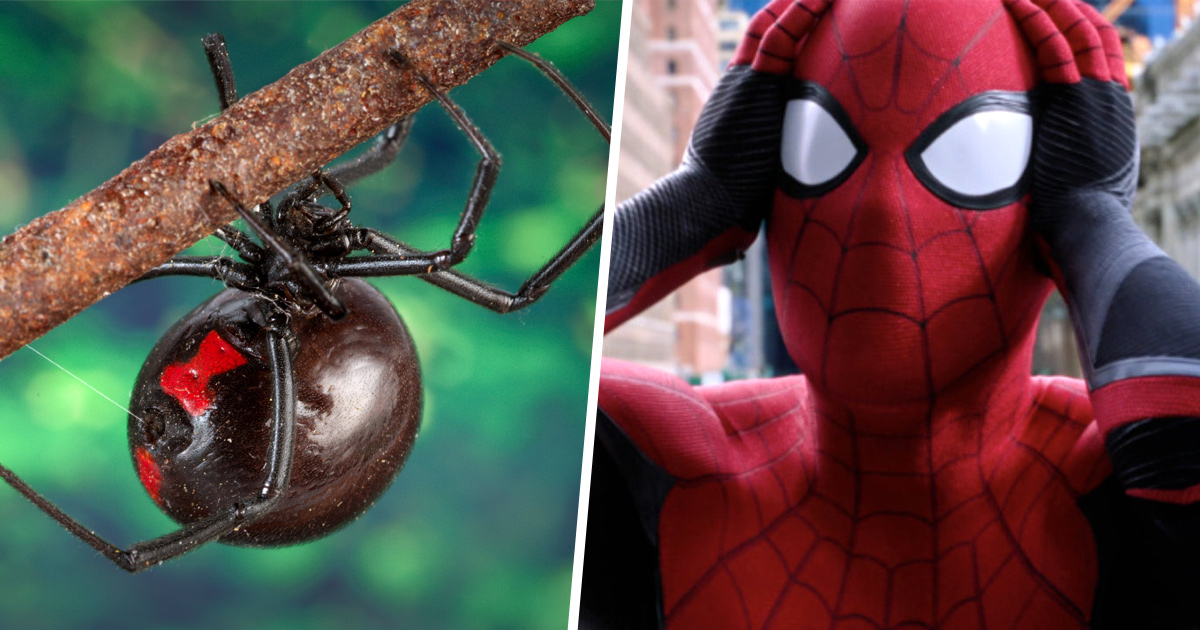 Trois Garcons Ont Ete Hospitalises Apres Avoir Laisse Une Veuve Noire Les Mordre Pour Devenir Spider Man Ipnoze Trois Garcons Ont Ete Hospitalises Apres Avoir Laisse Une Veuve Noire Les Mordre Pour Devenir Spider Man Ipnoze