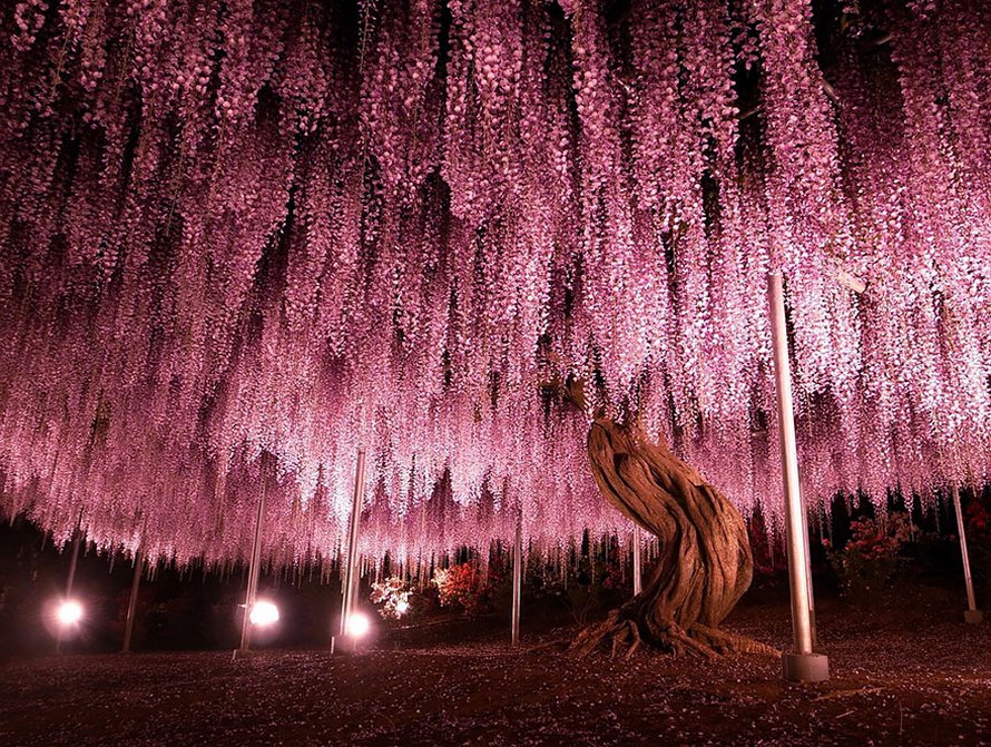 Cette glycine de 144 ans au Japon ressemble à un ciel rosé