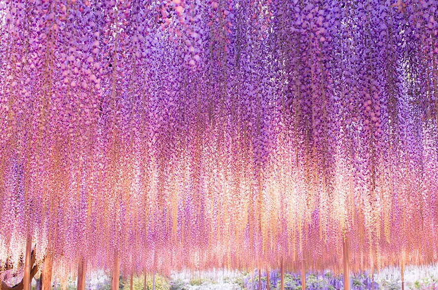 Cette glycine de 144 ans au Japon ressemble à un ciel rosé