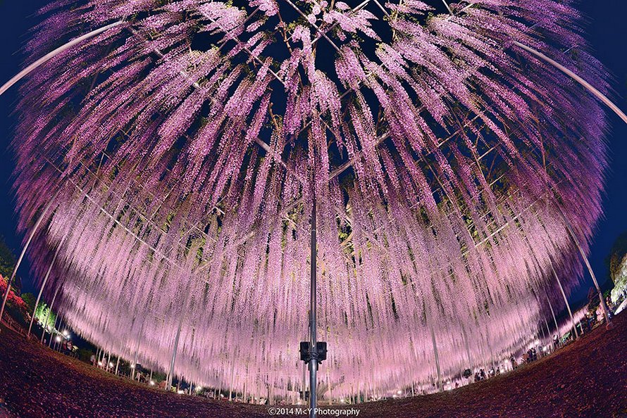 Cette glycine de 144 ans au Japon ressemble à un ciel rosé