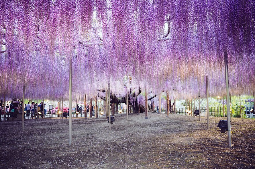 Cette glycine de 144 ans au Japon ressemble à un ciel rosé