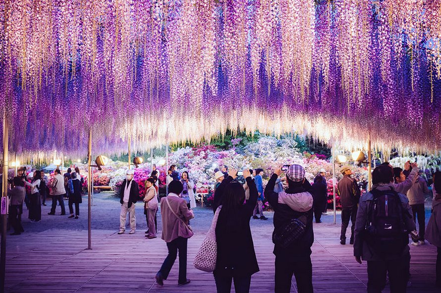 Cette glycine de 144 ans au Japon ressemble à un ciel rosé