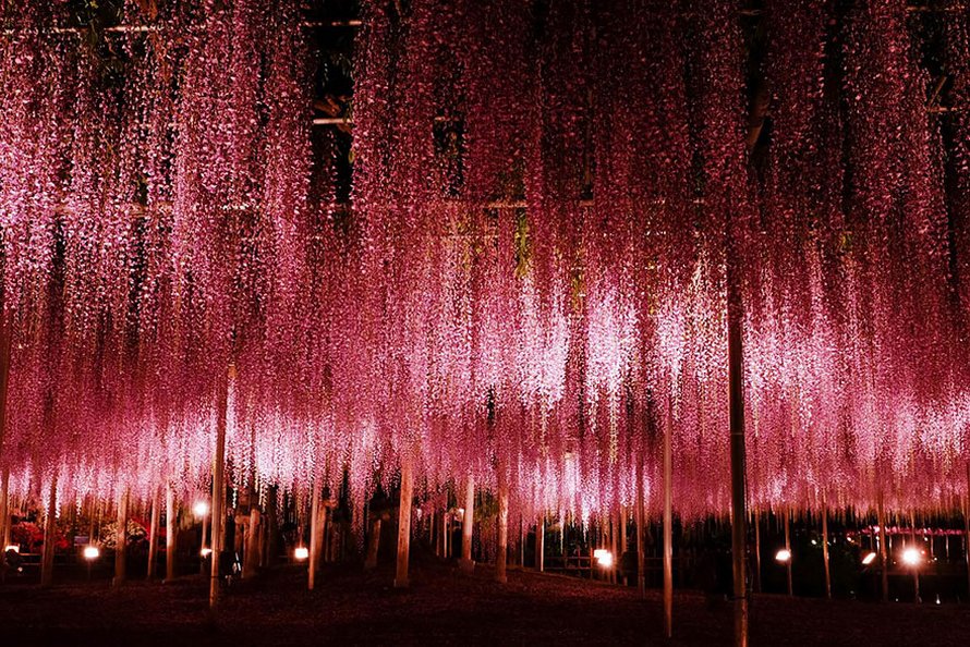 Cette glycine de 144 ans au Japon ressemble à un ciel rosé