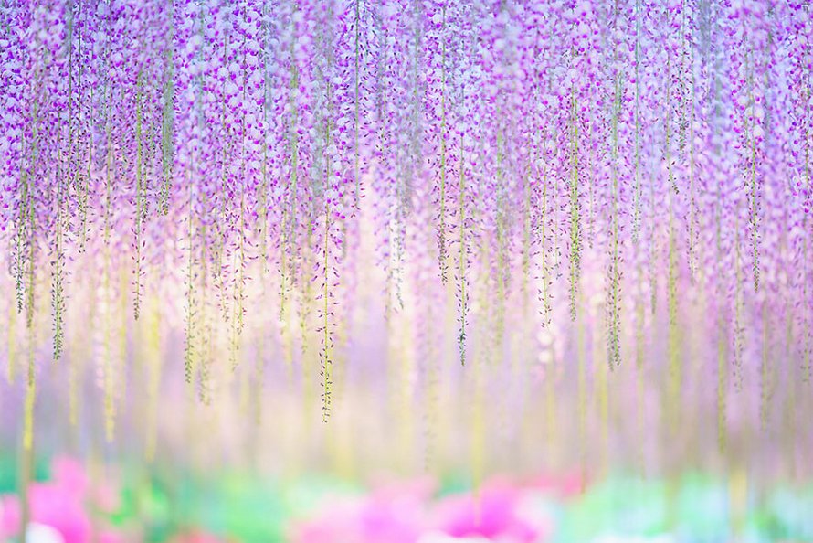 Cette glycine de 144 ans au Japon ressemble à un ciel rosé