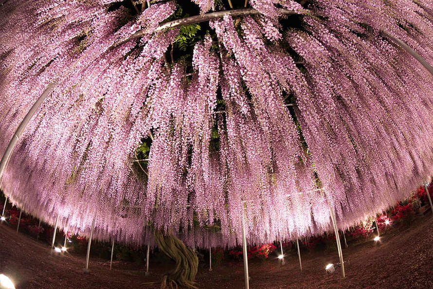 Cette glycine de 144 ans au Japon ressemble à un ciel rosé