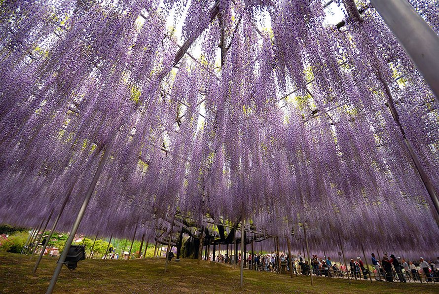 Cette glycine de 144 ans au Japon ressemble à un ciel rosé