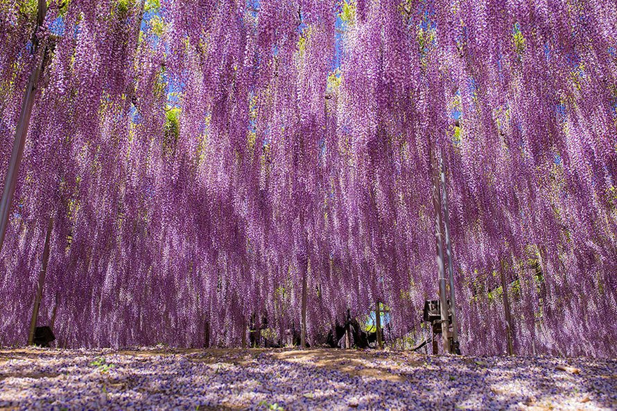Cette glycine de 144 ans au Japon ressemble à un ciel rosé