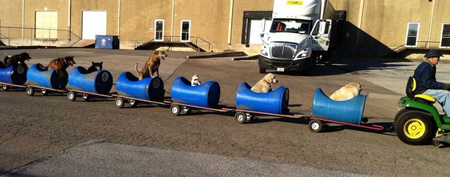 Un homme de 80 ans construit un train pour permettre à des chiens errants secourus de partir à l’aventure