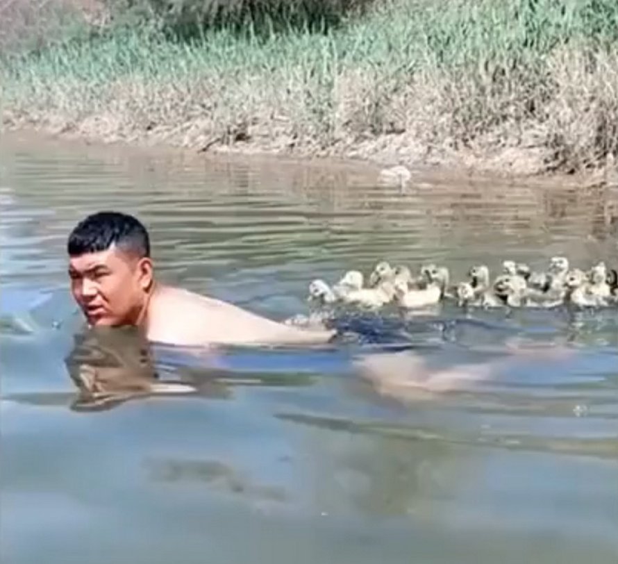 Voici le moment adorable où un éleveur d’oies nage avec des oisons sur son dos