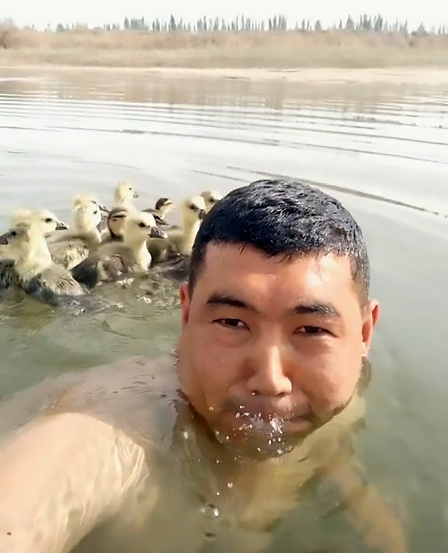 Voici le moment adorable où un éleveur d’oies nage avec des oisons sur son dos
